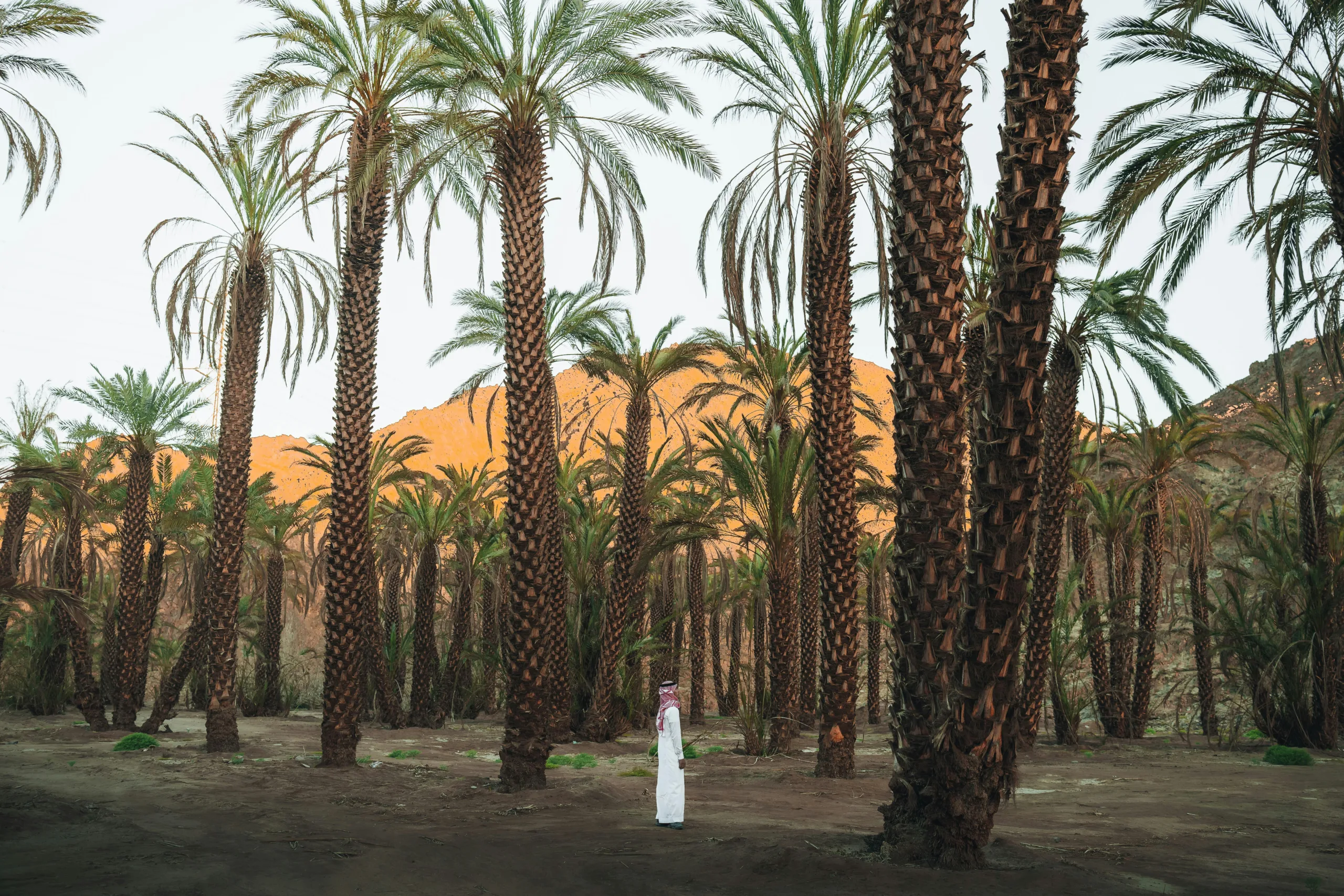 a row of palm trees with mountains in the background